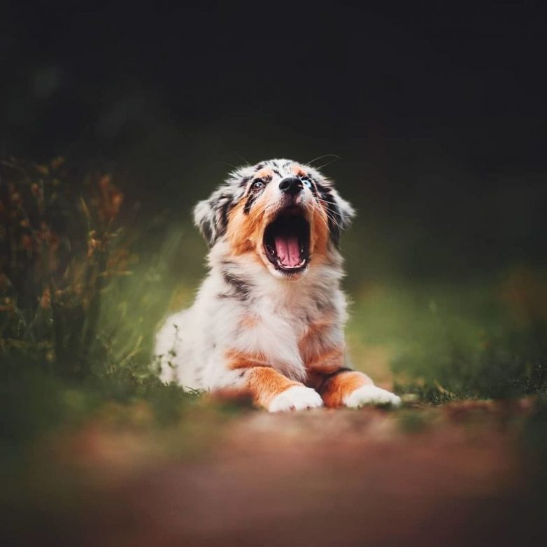 Потрясающие фотографии собак