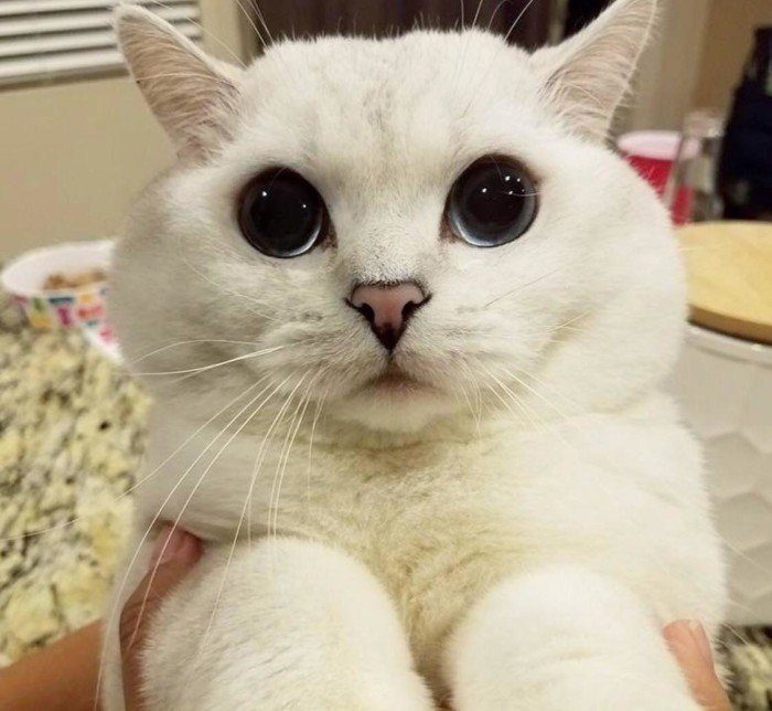 Очаровательные котики с щенячьими глазами