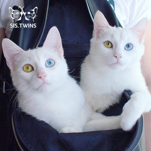 Самые красивые кошки-близнецы