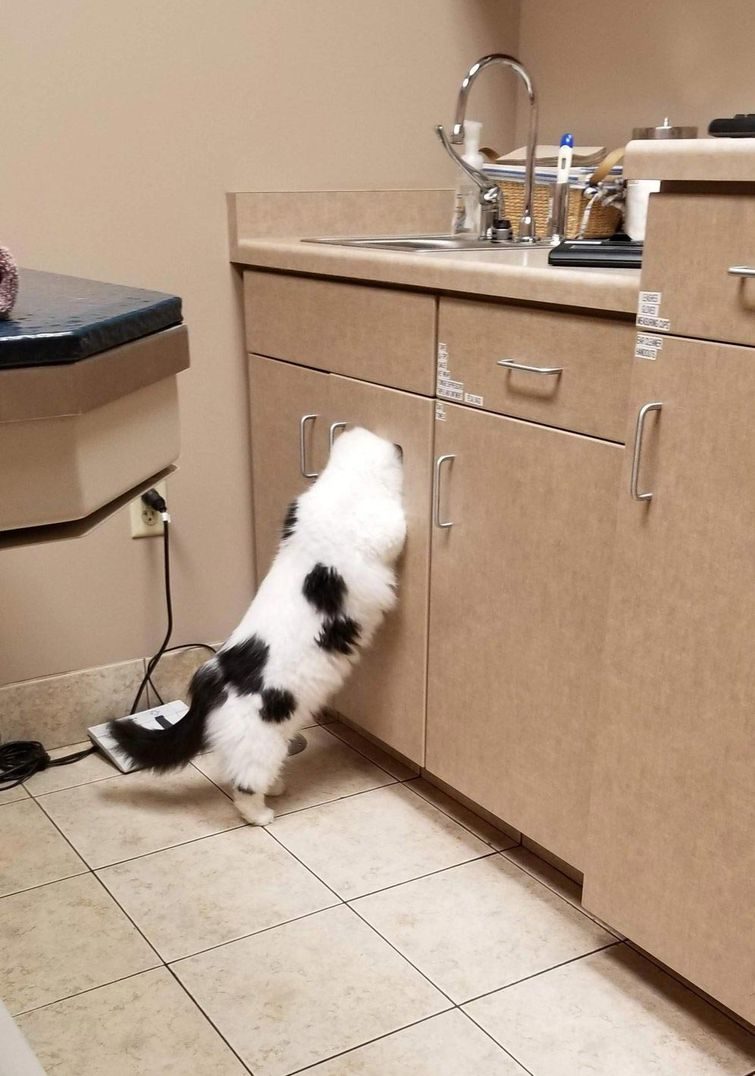 Кот решил спрятаться от ветеринара