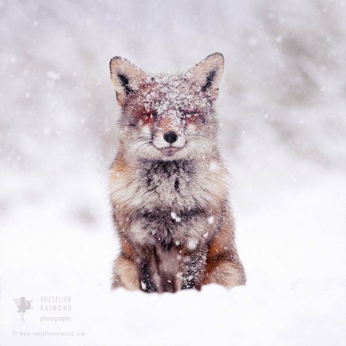 Шикарные рыжие лисицы