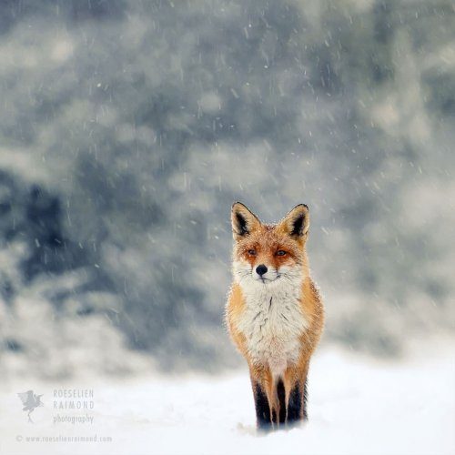 Шикарные рыжие лисицы