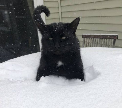 Снег и кошки