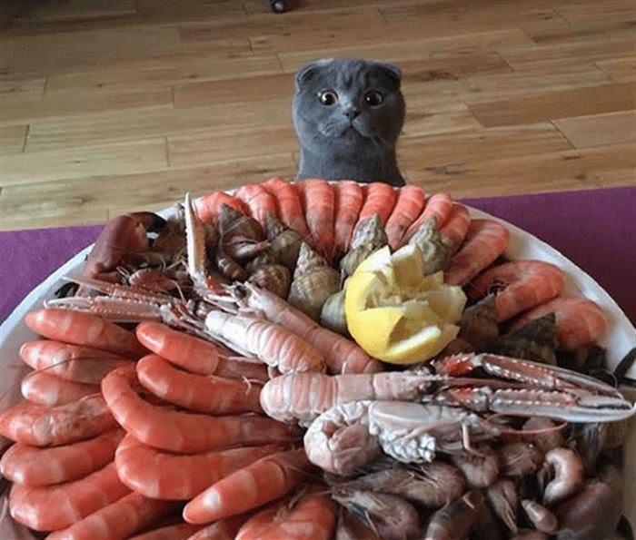 Коты, которые готовы на всё ради еды
