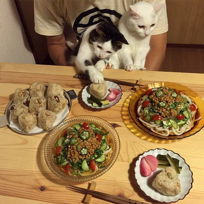 Реакция кошек на еду хозяев