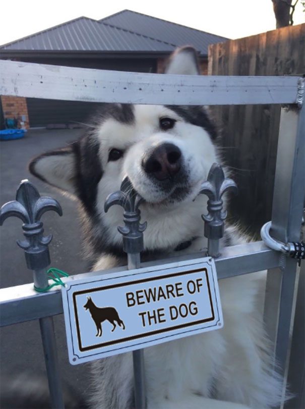 Осторожно, злая собака