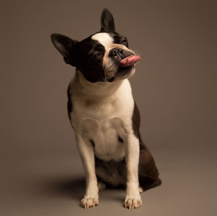 Эмоциональные портреты собак