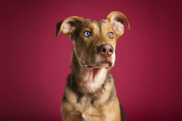 Эмоциональные портреты собак