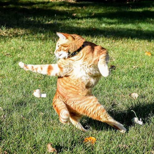 Кошки, которые в совершенстве владеют боевым искусством ниндзюцу