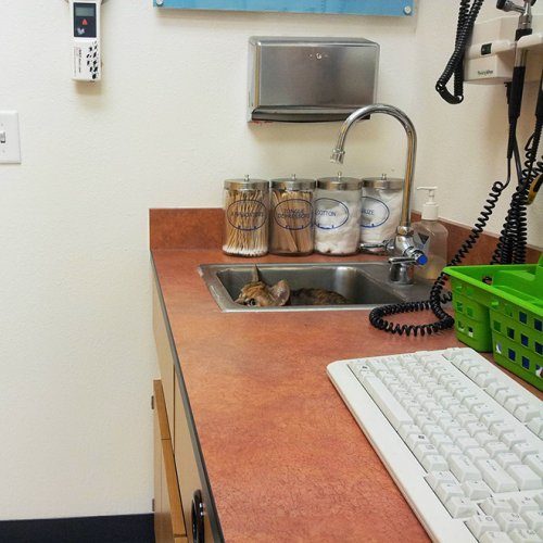 Кошки, которые спрятались от ветеринаров