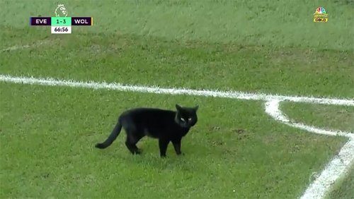 Чёрная кошка прервала игру футболистов