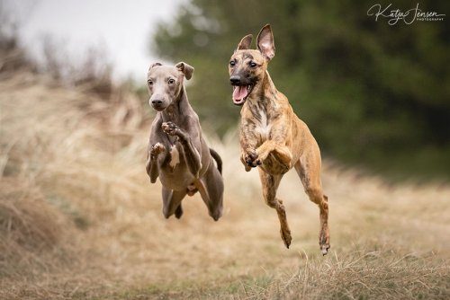 Летающие собаки