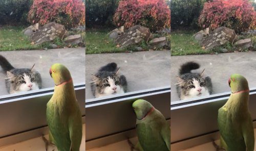 Попугай играет в прятки с кошкой