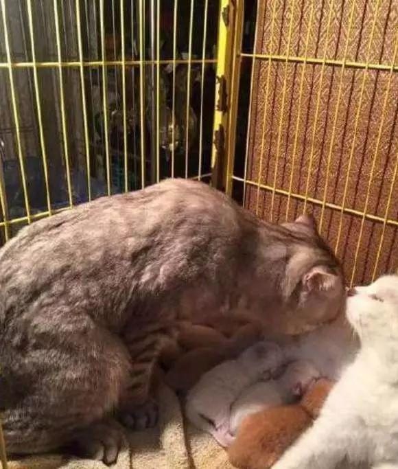Папа-кот впервые видит своих новорожденных котят