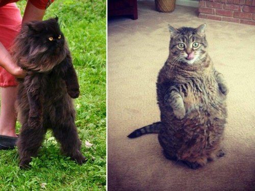 Кошки, которые уже научились стоять на двух лапах