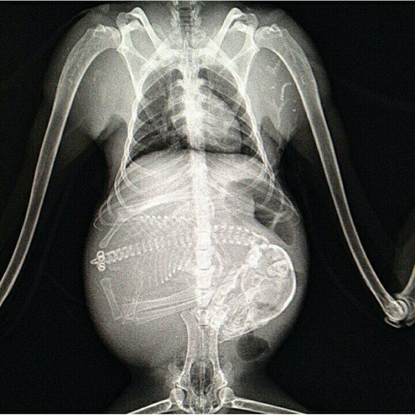 Удивительные рентгеновские снимки беременных животных