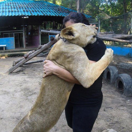 Животные, которые больше всего на свете любят обниматься