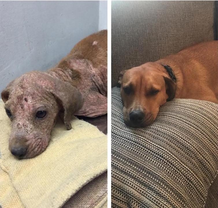 Животные до и после того, как им подарили дом