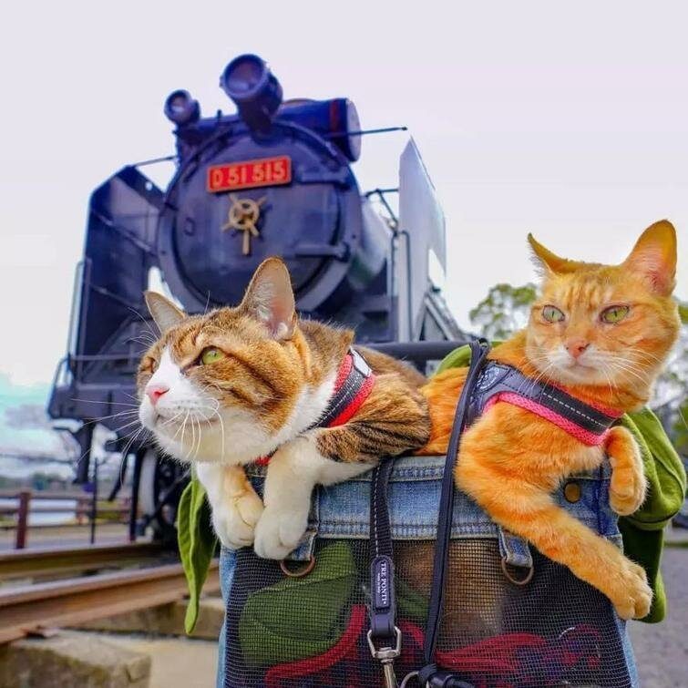 Кошки, которые путешествуют вместе со своим хозяином