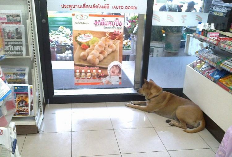 В Таиланде не закрывают двери магазинов, чтобы помочь пёсикам и котикам