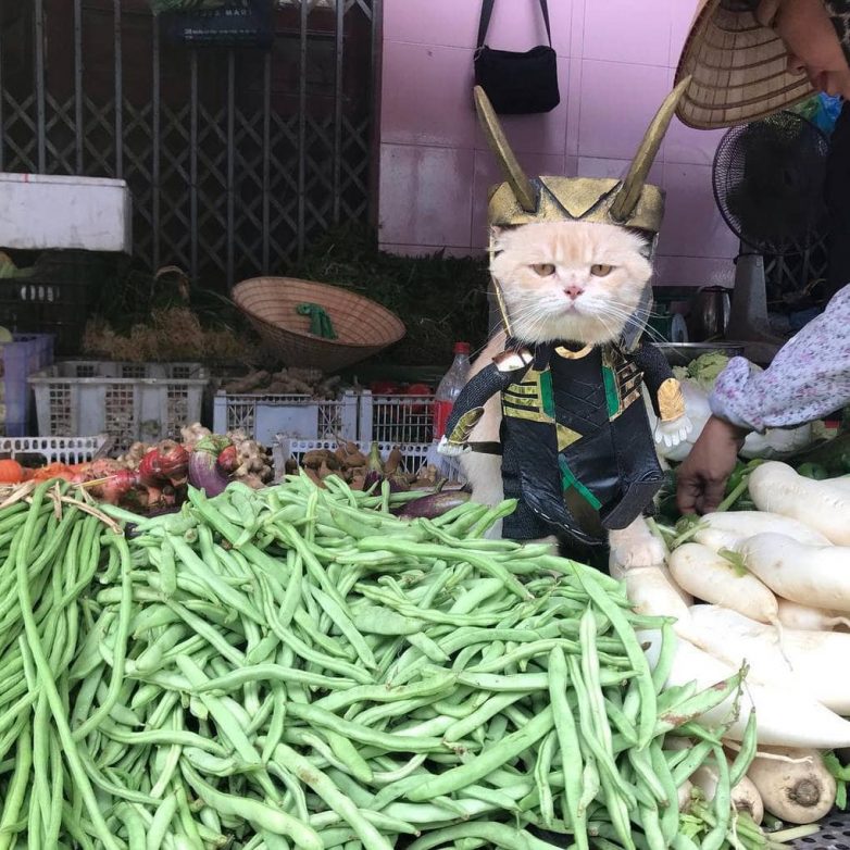 Кот из Вьетнама косплеит Мстителей