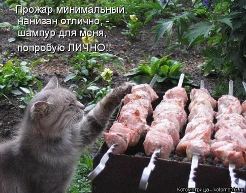 Коллекция лучших котоматриц недели