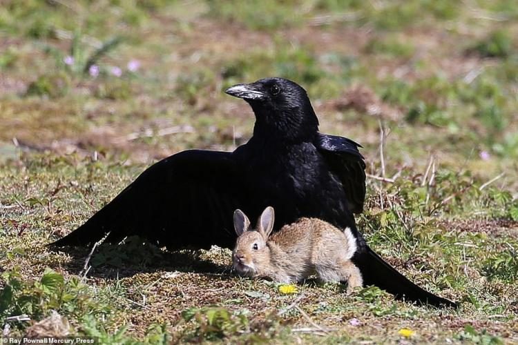 Спасение крольчонка от вороны