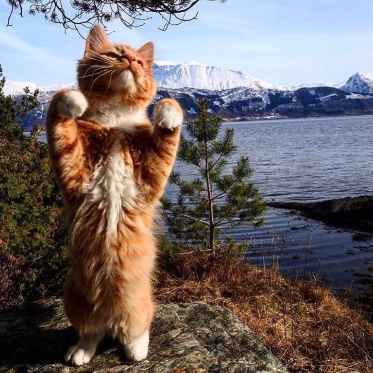 Кот, который просто обожает гулять с людьми по дикой природе