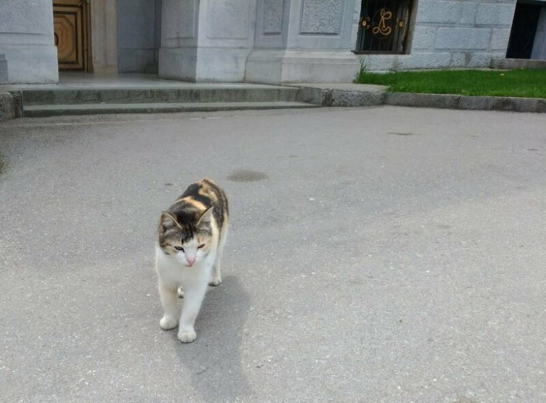 Вся красота крымских котов