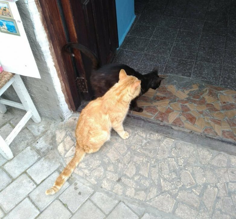 Вся красота крымских котов