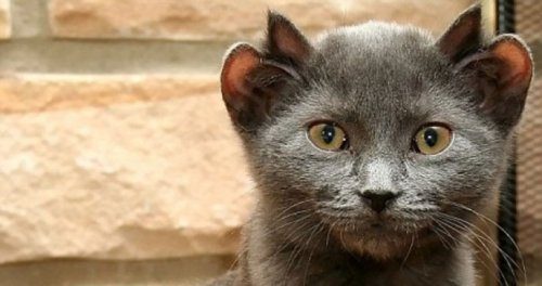 Кошка, у которой четыре уха
