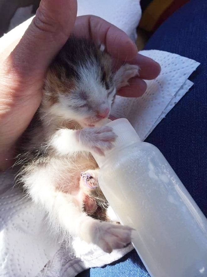 Девушка нашла уникального котёнка