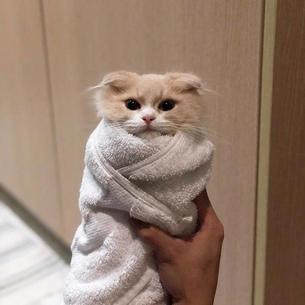 Котики в одеяле