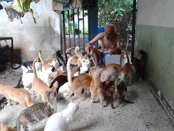 Семья, которая заботится о 50 бездомных кошках