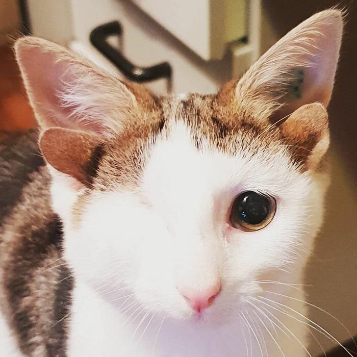 Котёнок с четырьмя ушками
