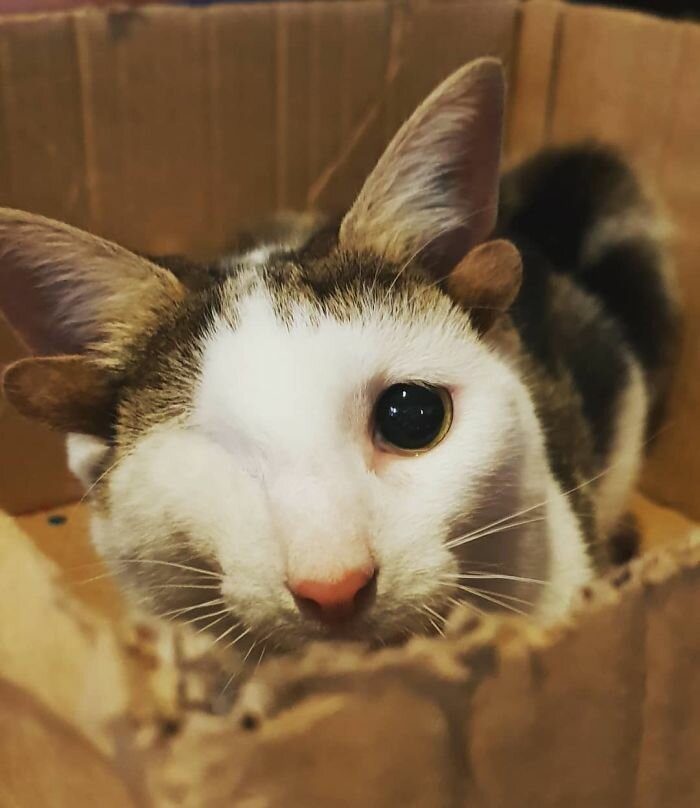 Котёнок с четырьмя ушками