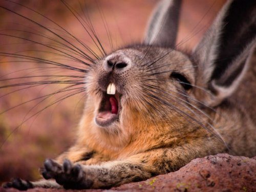 Очаровательные зевающие кролики