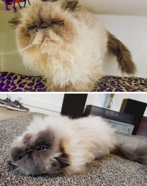 Животные до и после того, как нашли свой новый любящий дом