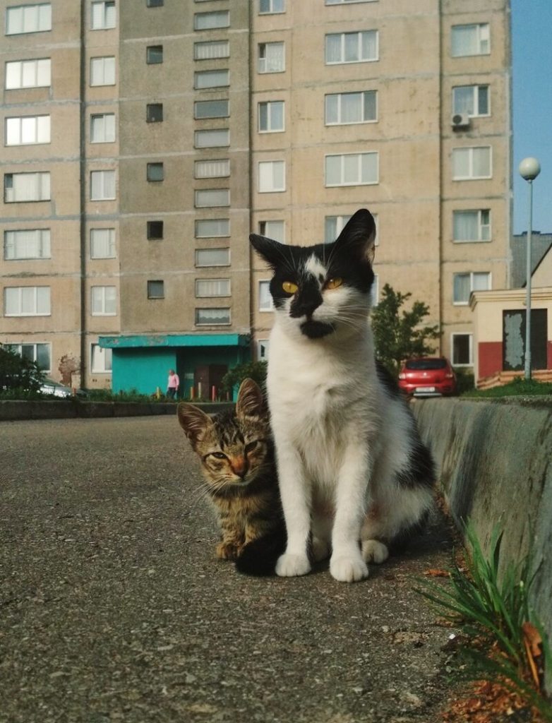 Удивительная красота уличных котов