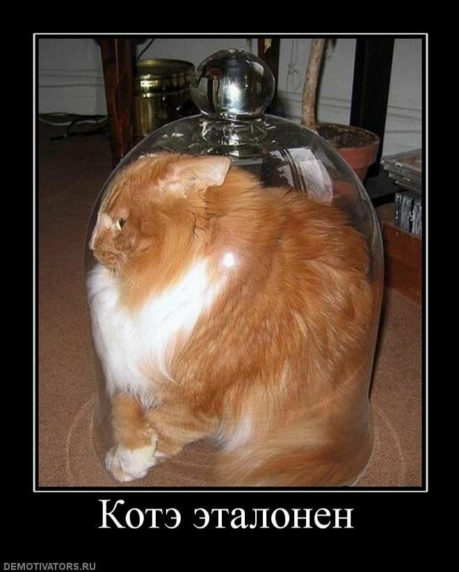 Демотиваторы о Котэ