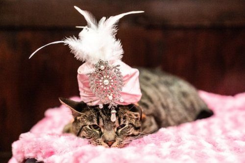 Ежегодный кошачий показ мод в Нью-Йорке