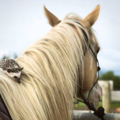 25 замечательных примеров необычной дружбы между животными
