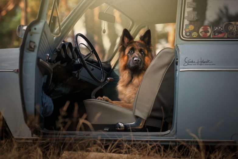 Собаки и винтажные автомобили