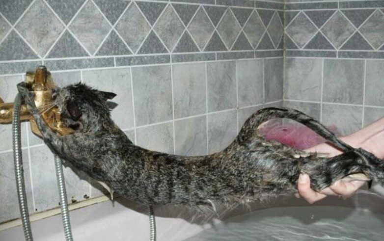 Почему кошки боятся воды