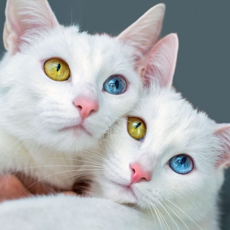 Очаровательные белые кошки с разными глазами