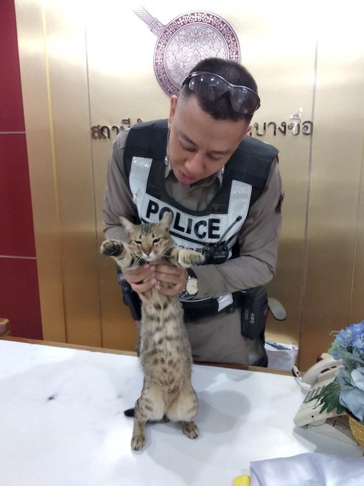 Кот-полицейский