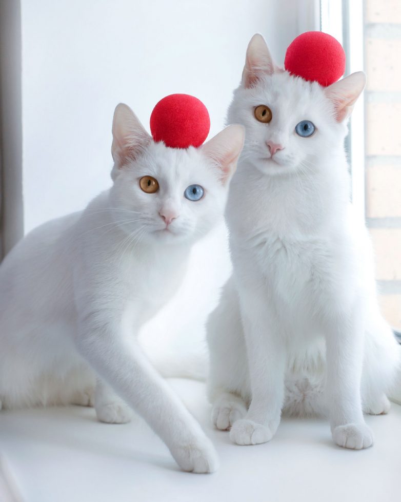Очаровательные белые кошки с разными глазами