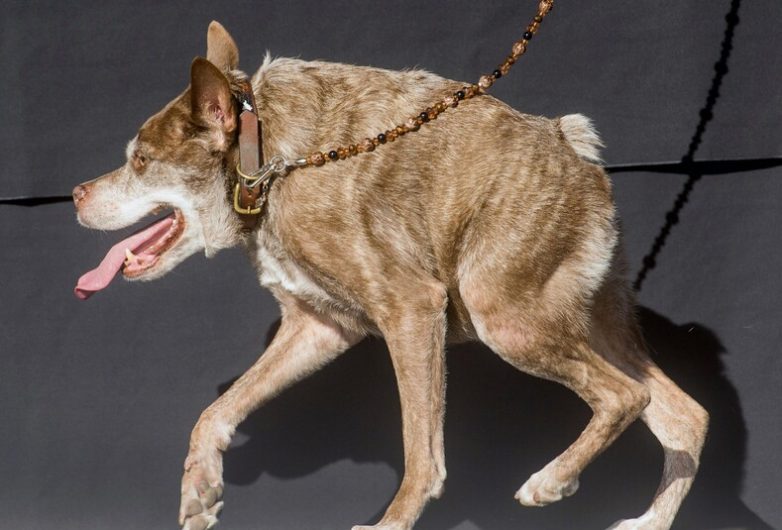 Победители конкурса «Самая уродливая собака в мире»
