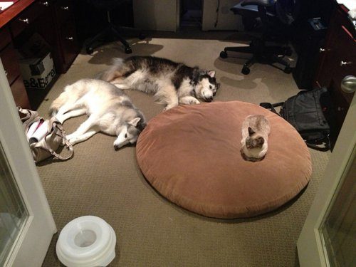 Собачьи лежаки созданы для кошек
