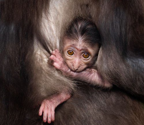 Невероятные фотографии животных